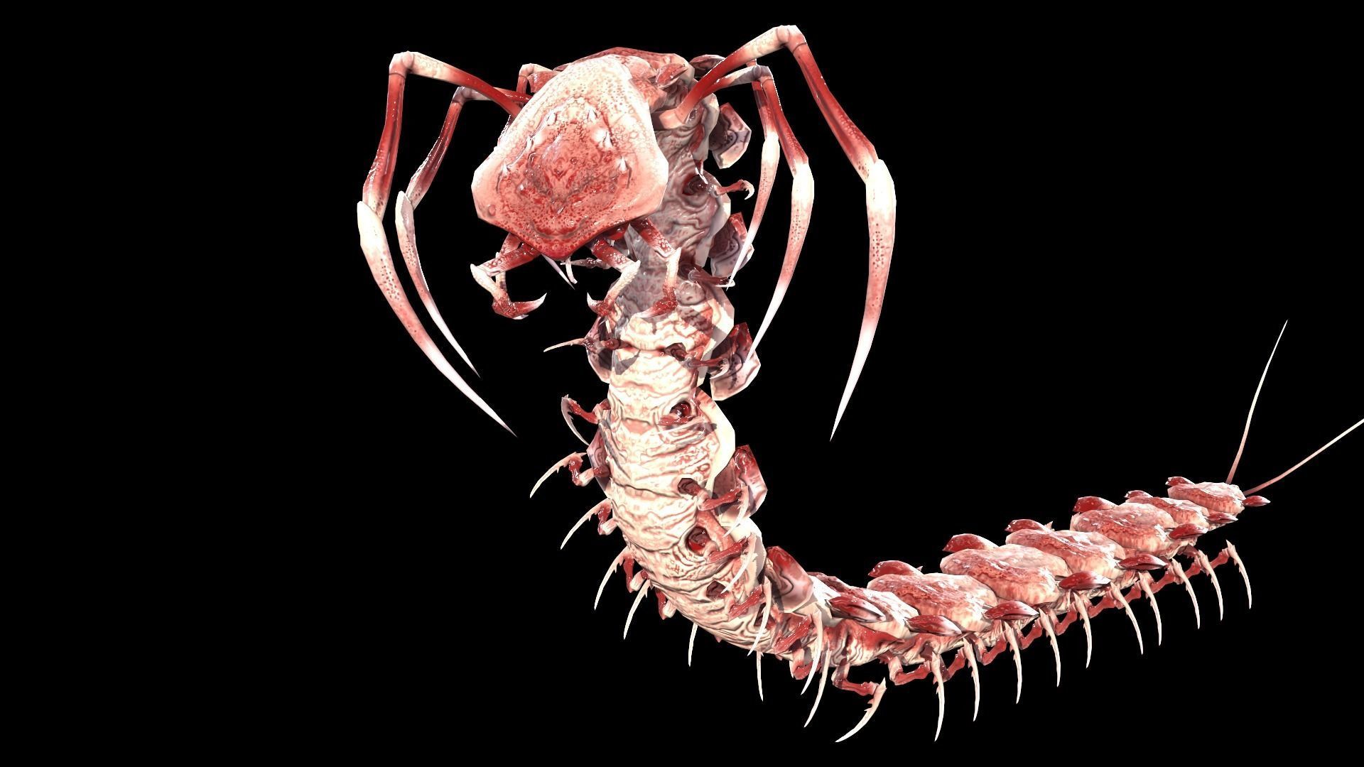 Centipede Low-poly 3D model_35