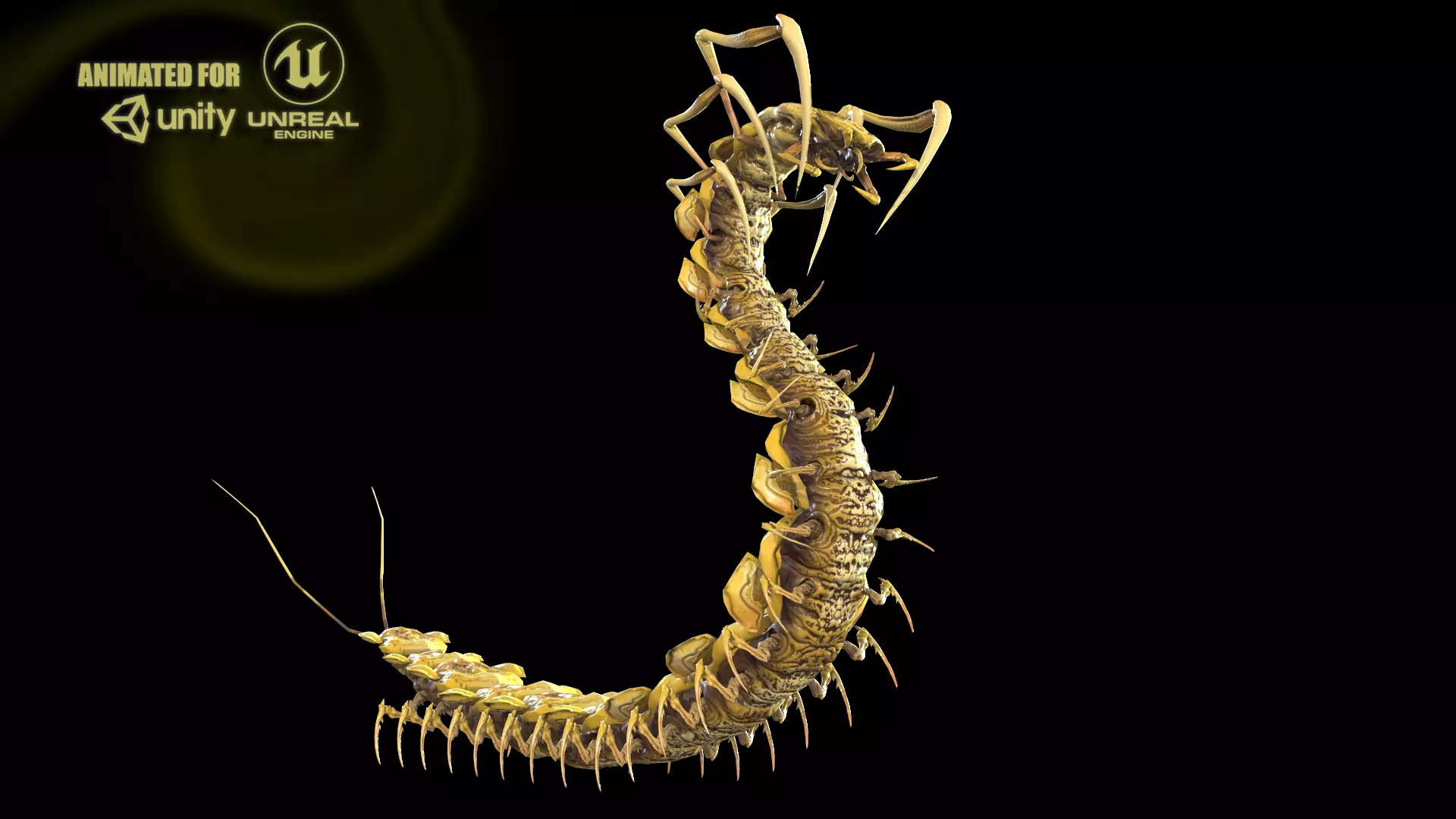 Centipede Low-poly 3D model_0
