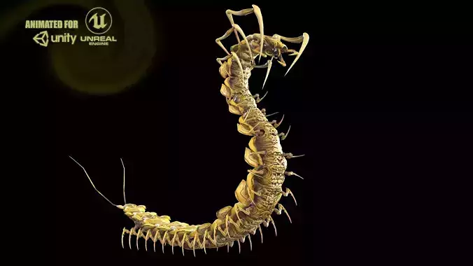 Centipede Low-poly 3D model