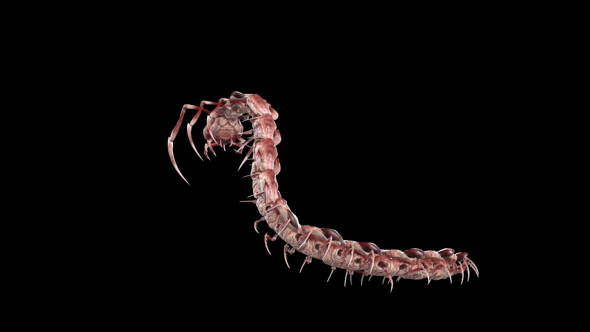 Centipede Low-poly 3D model_7