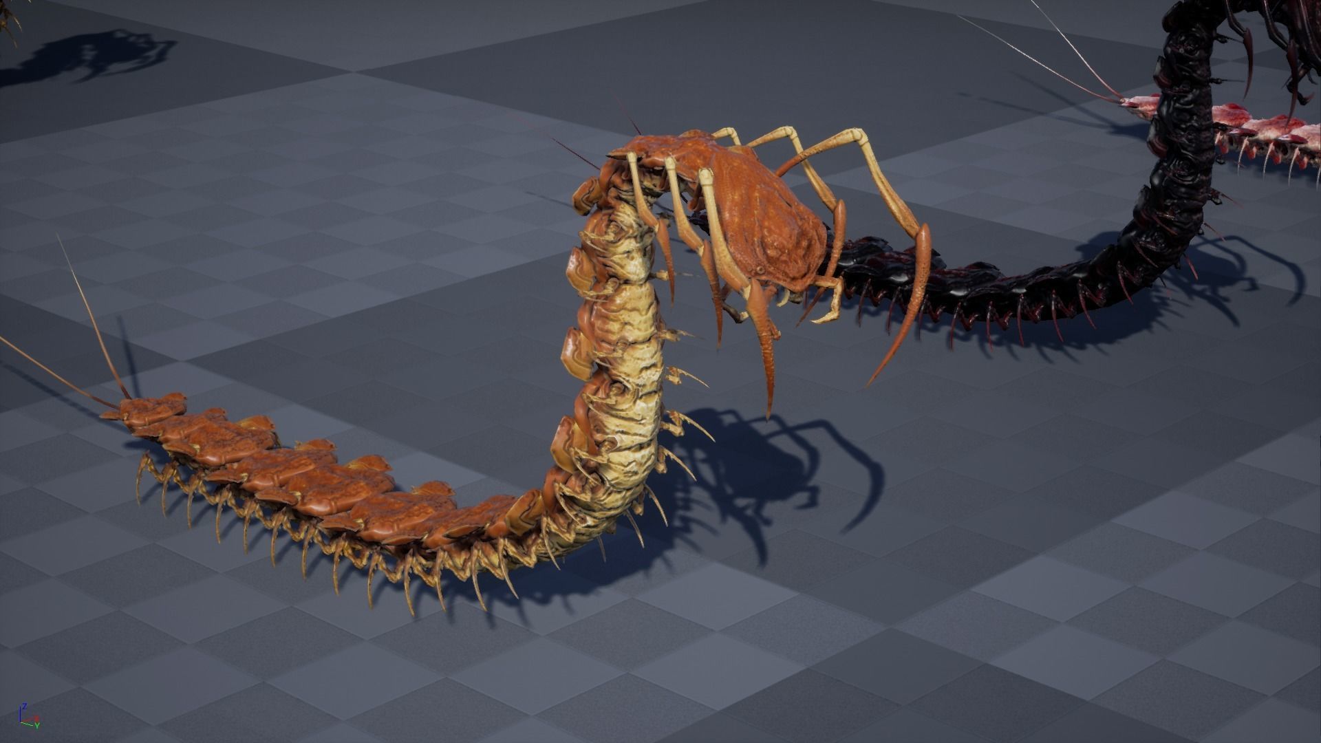 Centipede Low-poly 3D model_37