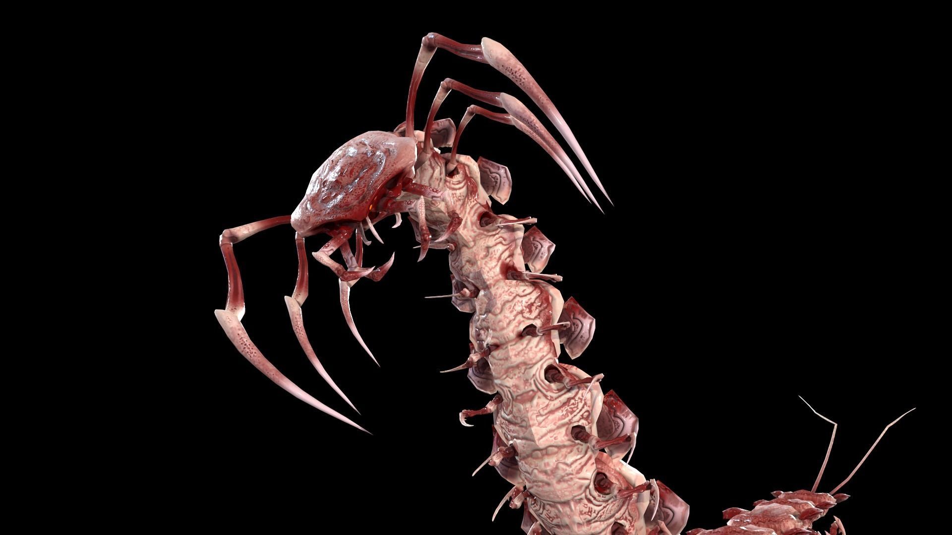 Centipede Low-poly 3D model_30