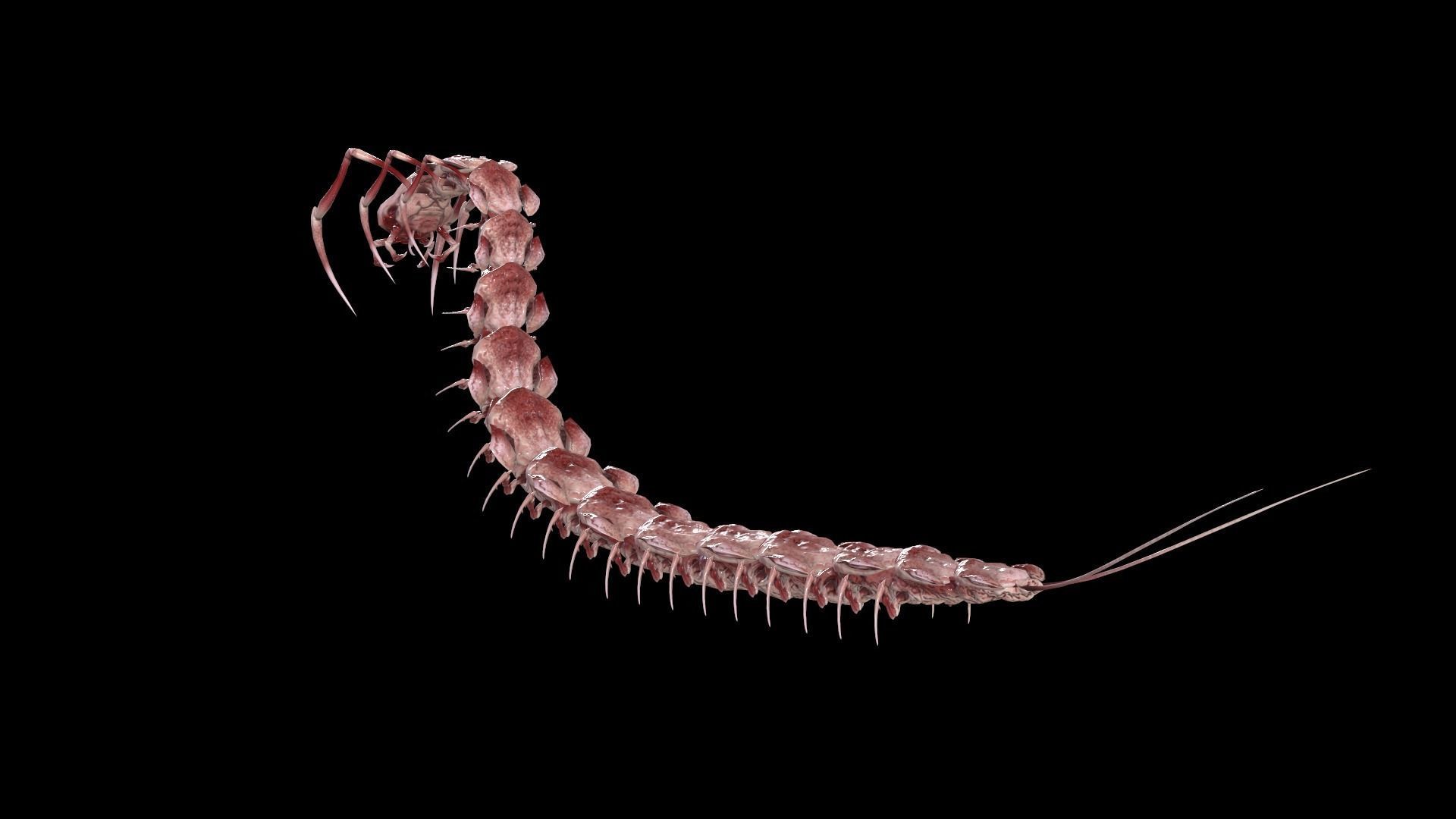 Centipede Low-poly 3D model_19