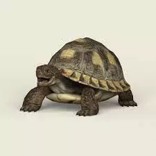 Beautiful Tortoise Free 3D model
