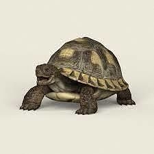 Beautiful Tortoise   Free 3D model
