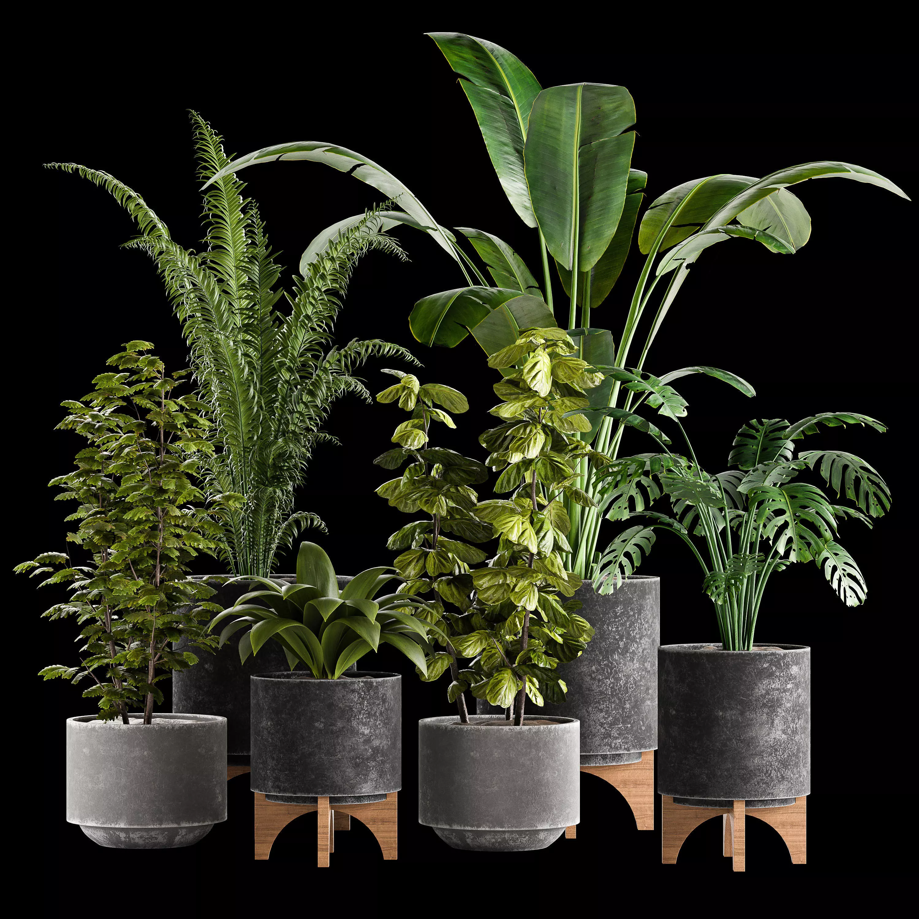 Indoor plant collection 01 3D model