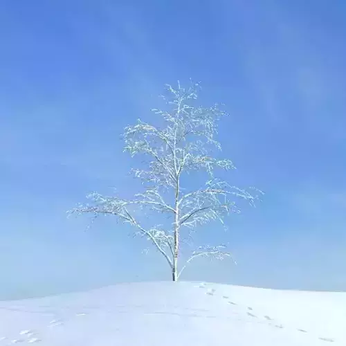 Snow Covered Tree