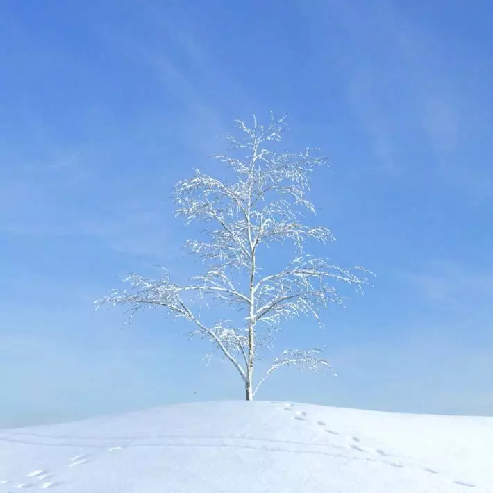 Snow Covered Tree 3D model_0