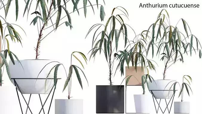 Anthurium cutucuense 3D model