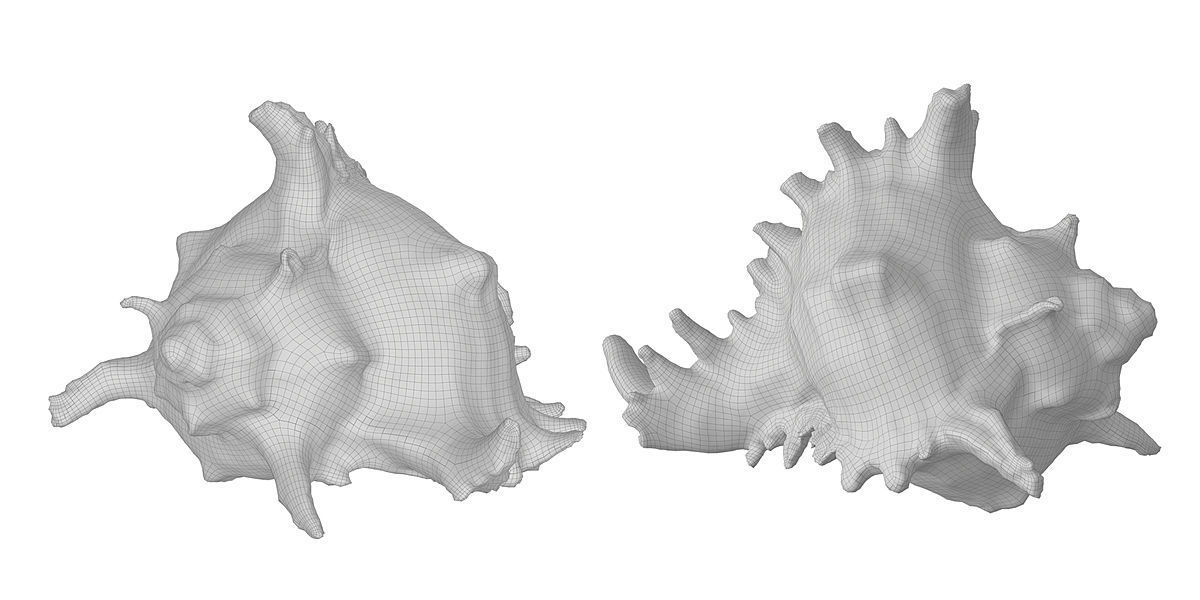 Sea Shell BLENDER 3D Model Cycles 3D model_2