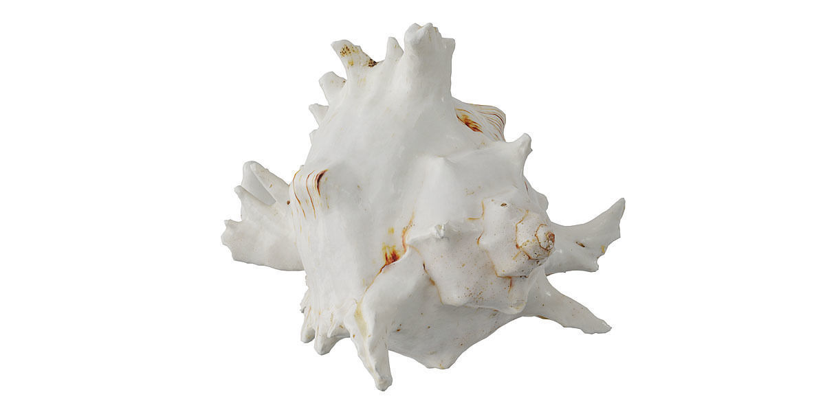 Sea Shell BLENDER 3D Model Cycles 3D model_4