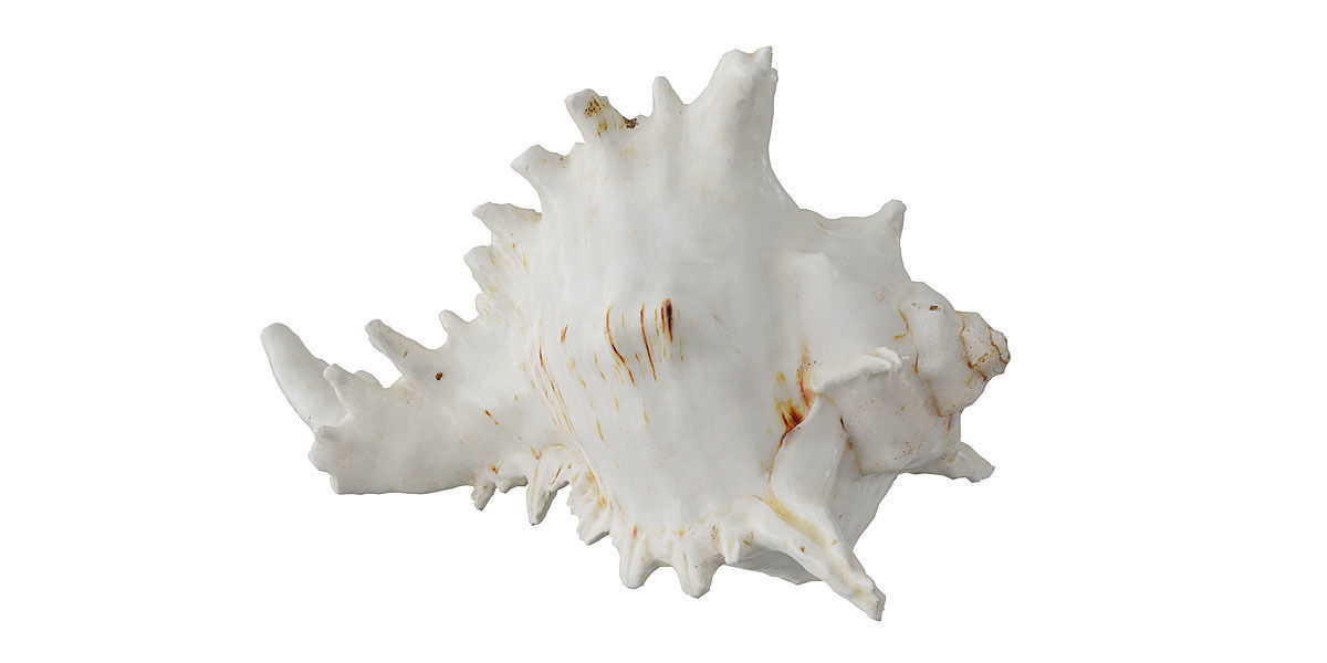 Sea Shell BLENDER 3D Model Cycles 3D model_3