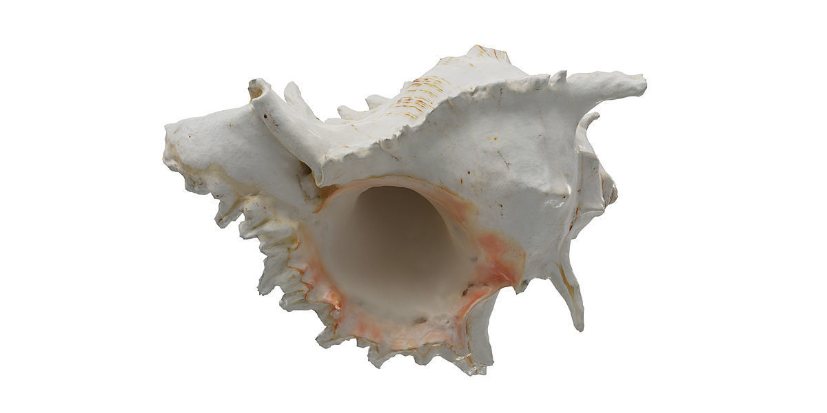Sea Shell BLENDER 3D Model Cycles 3D model_1