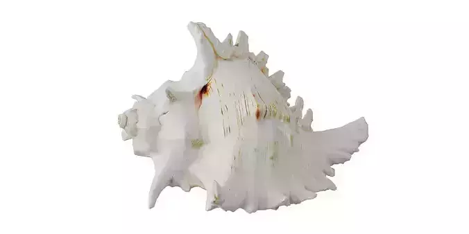Sea Shell BLENDER 3D Model Cycles 3D model