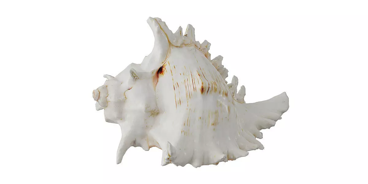 Sea Shell BLENDER 3D Model Cycles 3D model_0