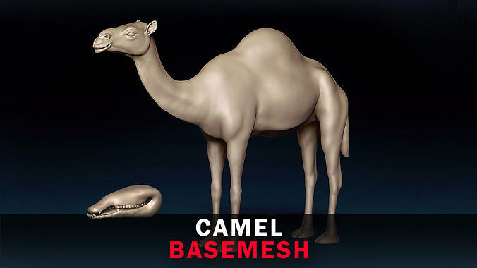 Camel Base Mesh 3D model
