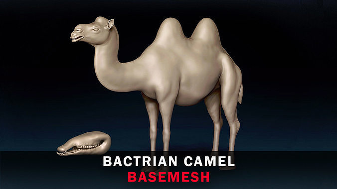 Bactrian Camel Base Mesh 3D model