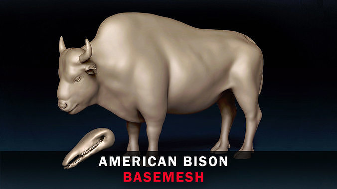 American Bison Base Mesh 3D model