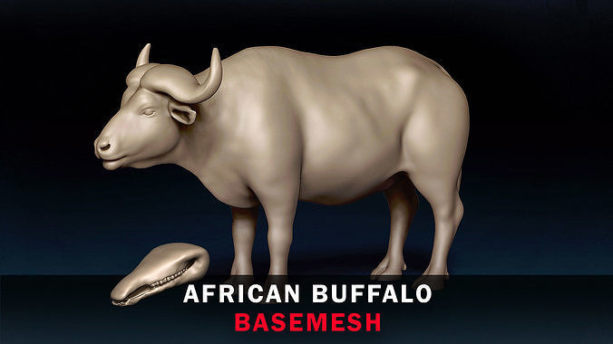 African Buffalo Base Mesh 3D model