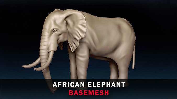 African Elephant Base Mesh 3D model
