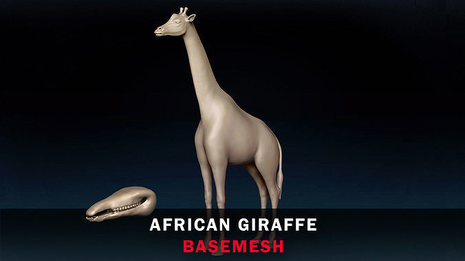African Giraffe Base Mesh 3D model