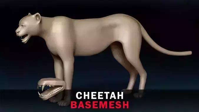 Cheetah Base Mesh 3D model
