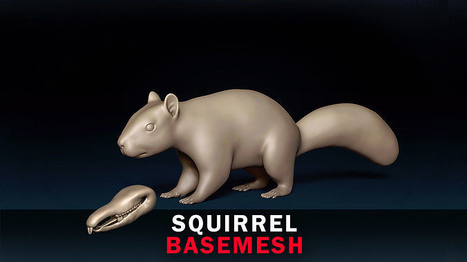 Squirrel Base Mesh 3D model
