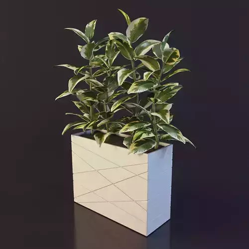 Ficus plant 