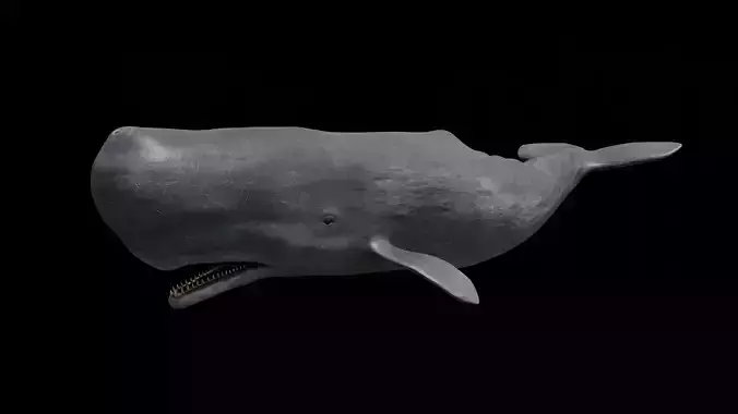 Sperm whale - cachalot Low-poly 3D model