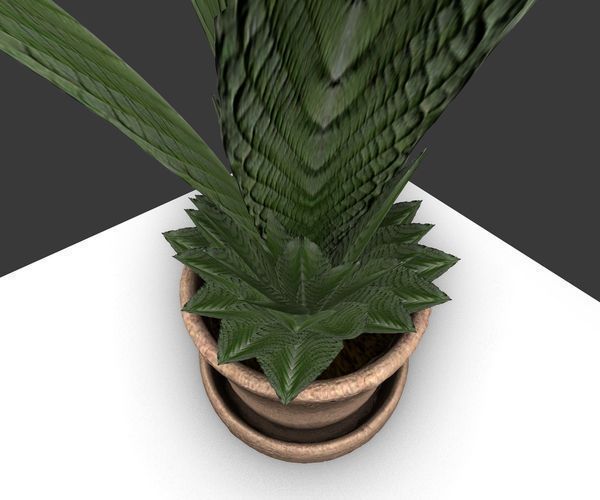 Indoor Pot Plant 3 Free low-poly 3D model_10