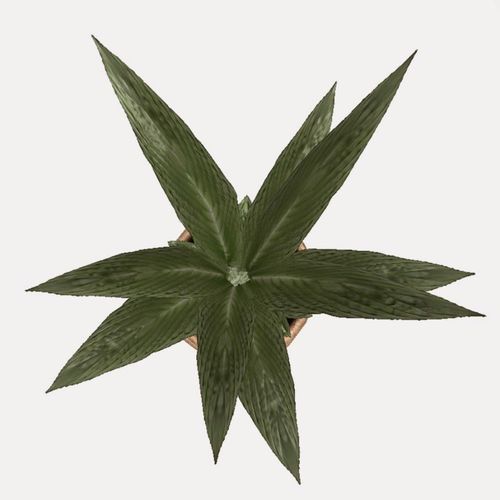 Indoor Pot Plant 3 Free low-poly 3D model_14