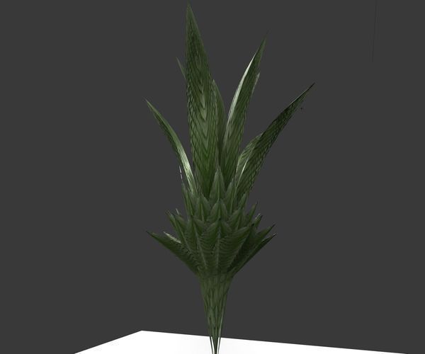 Indoor Pot Plant 3 Free low-poly 3D model_13