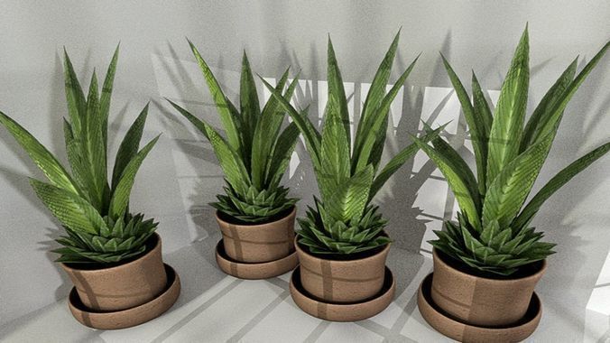 Indoor Pot Plant 3 Free low-poly 3D model_4