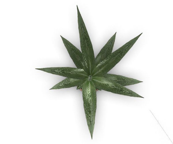 Indoor Pot Plant 3 Free low-poly 3D model_15