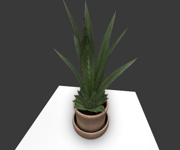 Indoor Pot Plant 3 Free low-poly 3D model_20