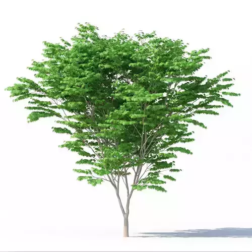 Acer Palmatum No 1 3D model