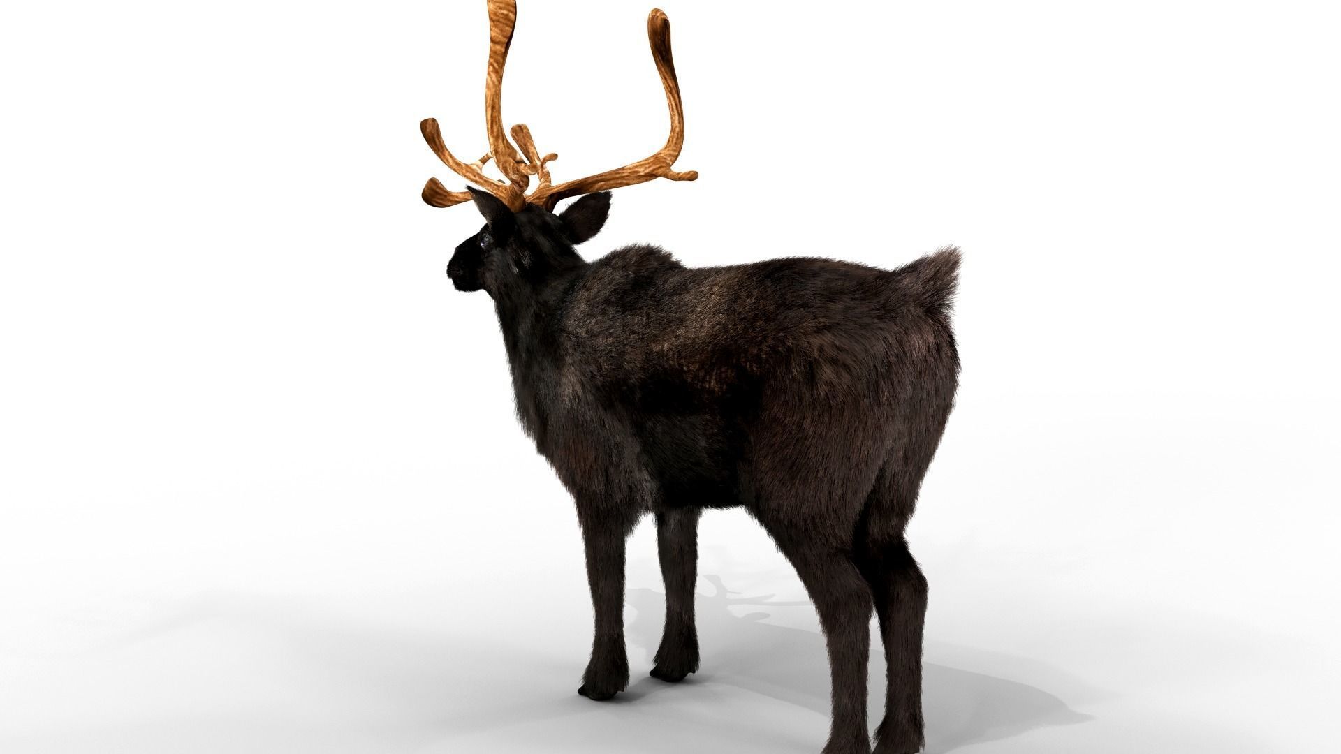 Fur Black Reindeer Blender NO RIG Low-poly 3D model_5