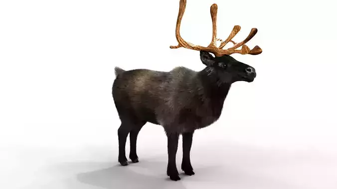 Fur Black Reindeer Blender NO RIG Low-poly 3D model
