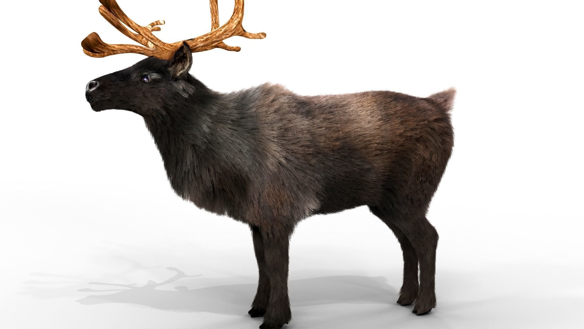 Fur Black Reindeer Blender NO RIG Low-poly 3D model_2