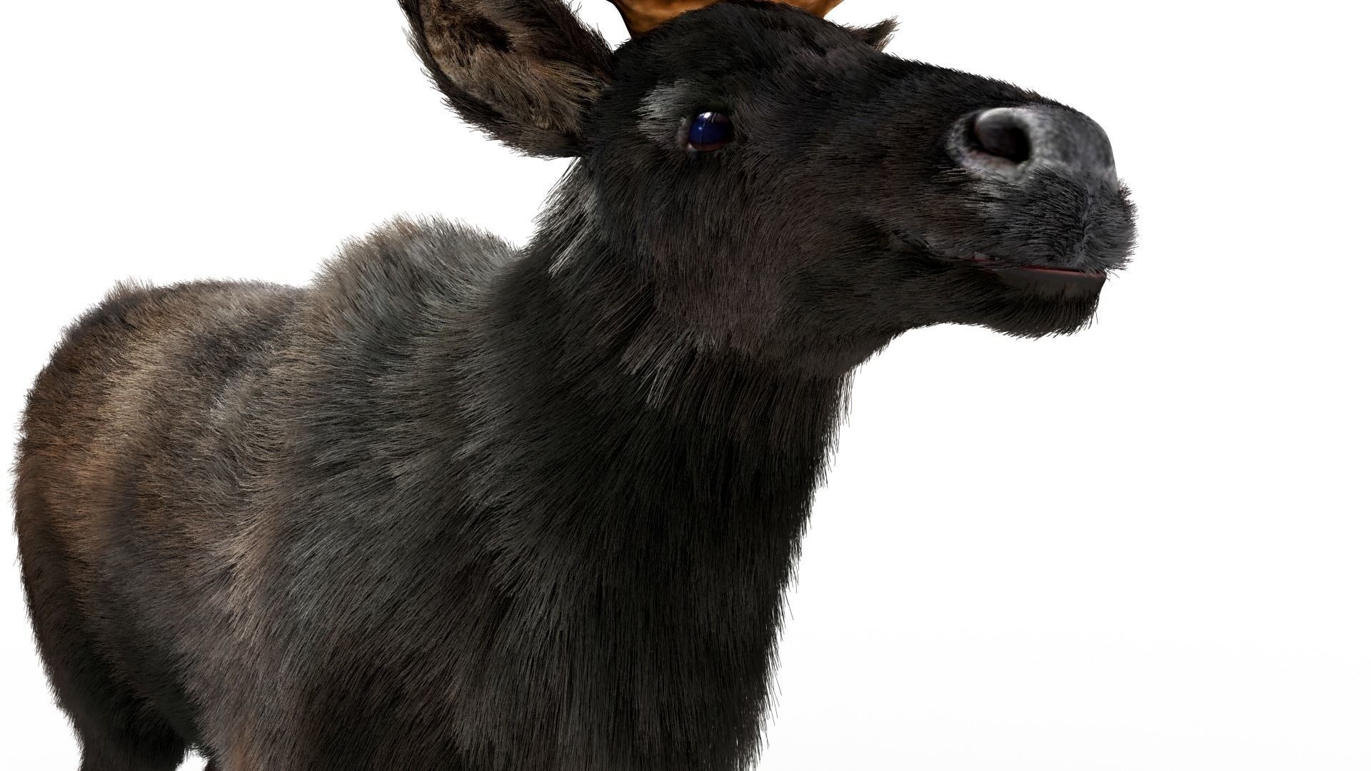 Fur Black Reindeer Blender NO RIG Low-poly 3D model_8