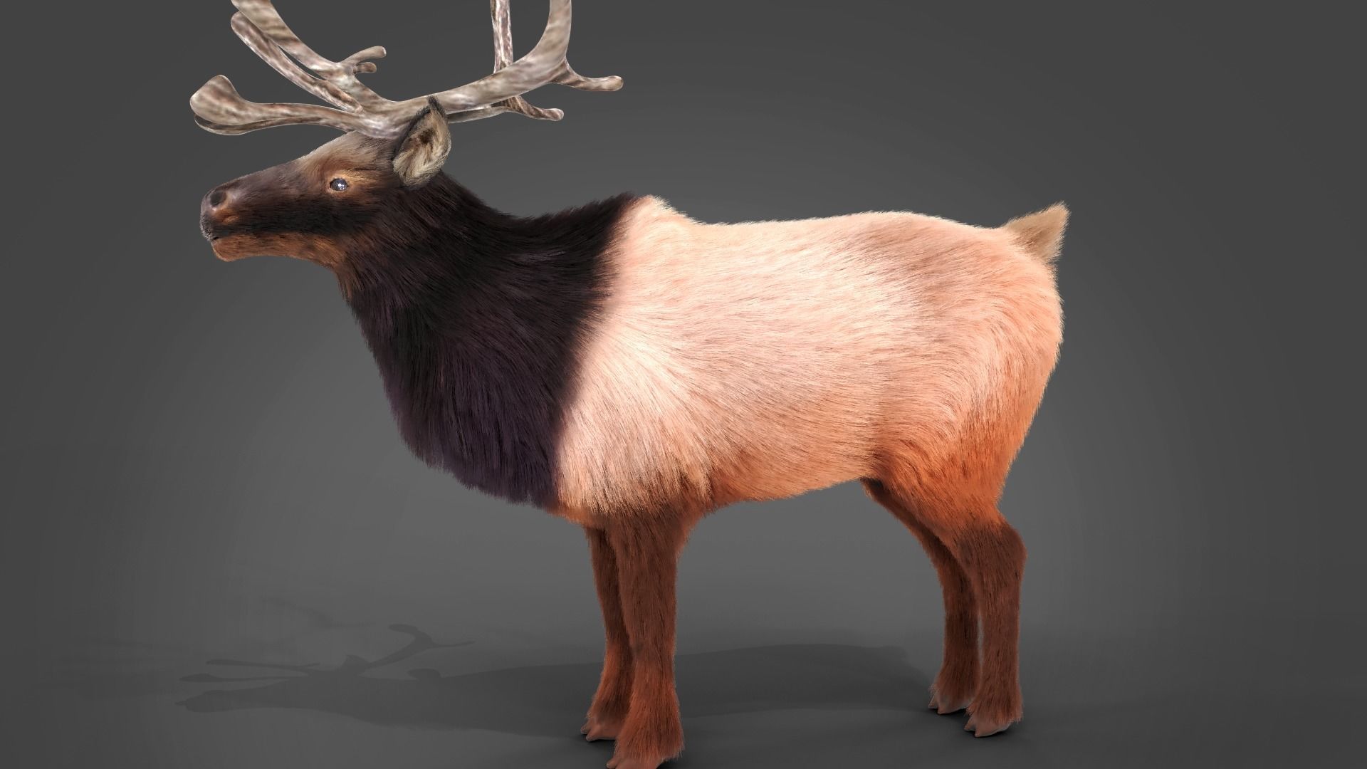 Fur Red Reindeer Rigged Blender  Low-poly 3D model_10