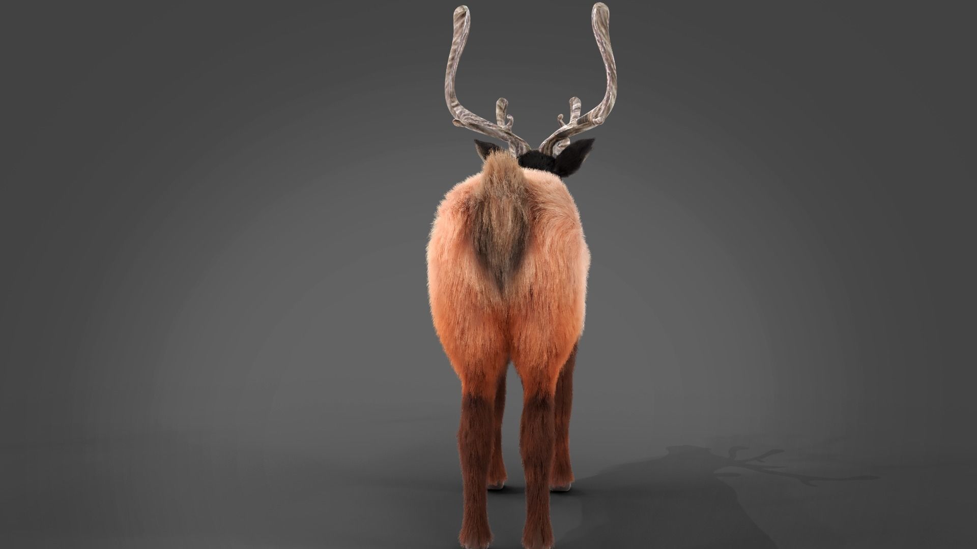Fur Red Reindeer Rigged Blender  Low-poly 3D model_9