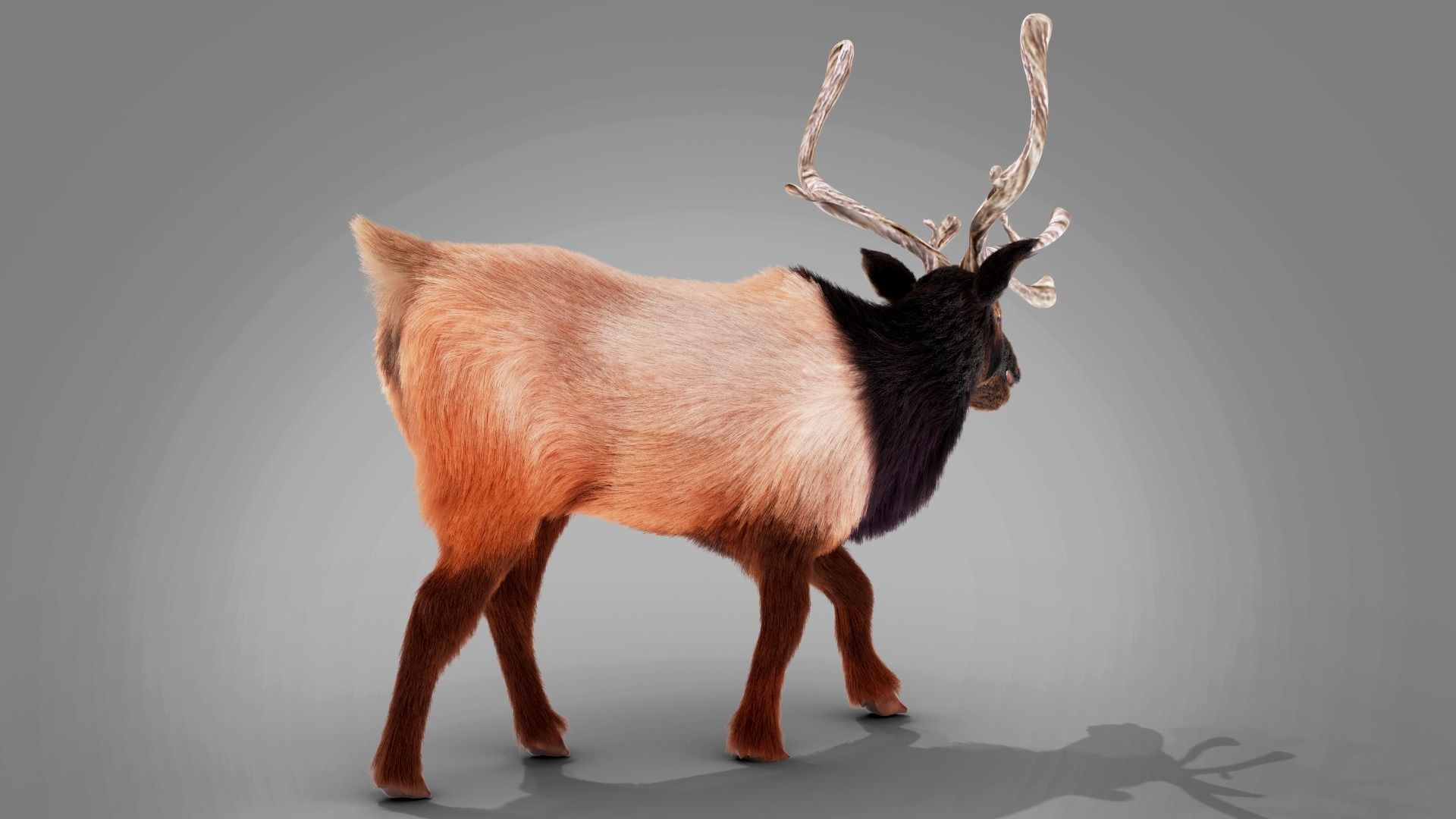Fur Red Reindeer Rigged Blender  Low-poly 3D model_4