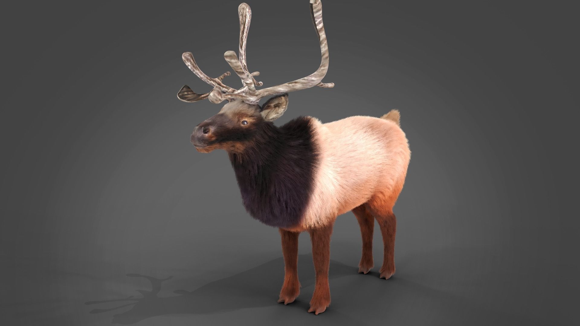 Fur Red Reindeer Rigged Blender  Low-poly 3D model_8