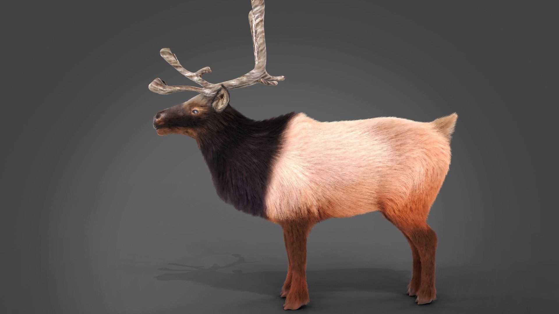 Fur Red Reindeer Rigged Blender  Low-poly 3D model_12