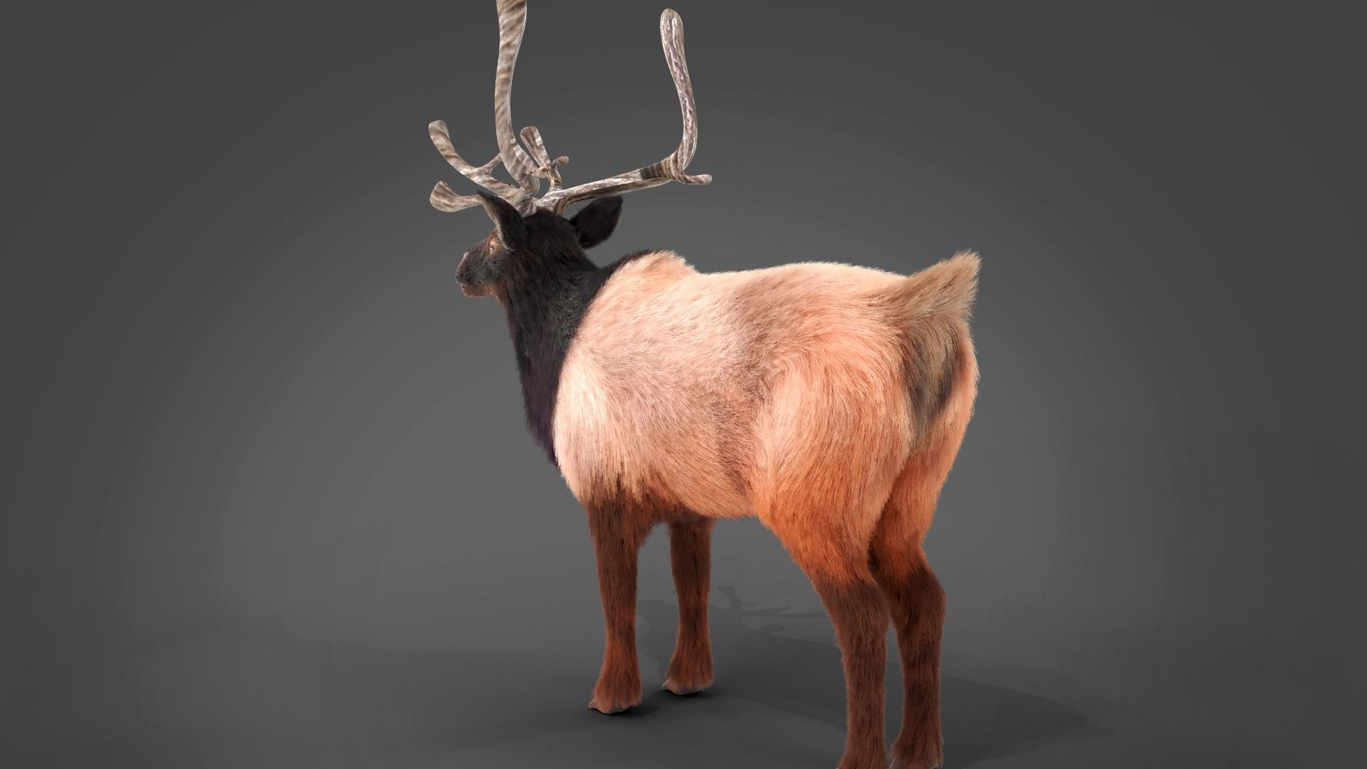 Fur Red Reindeer Rigged Blender  Low-poly 3D model_13