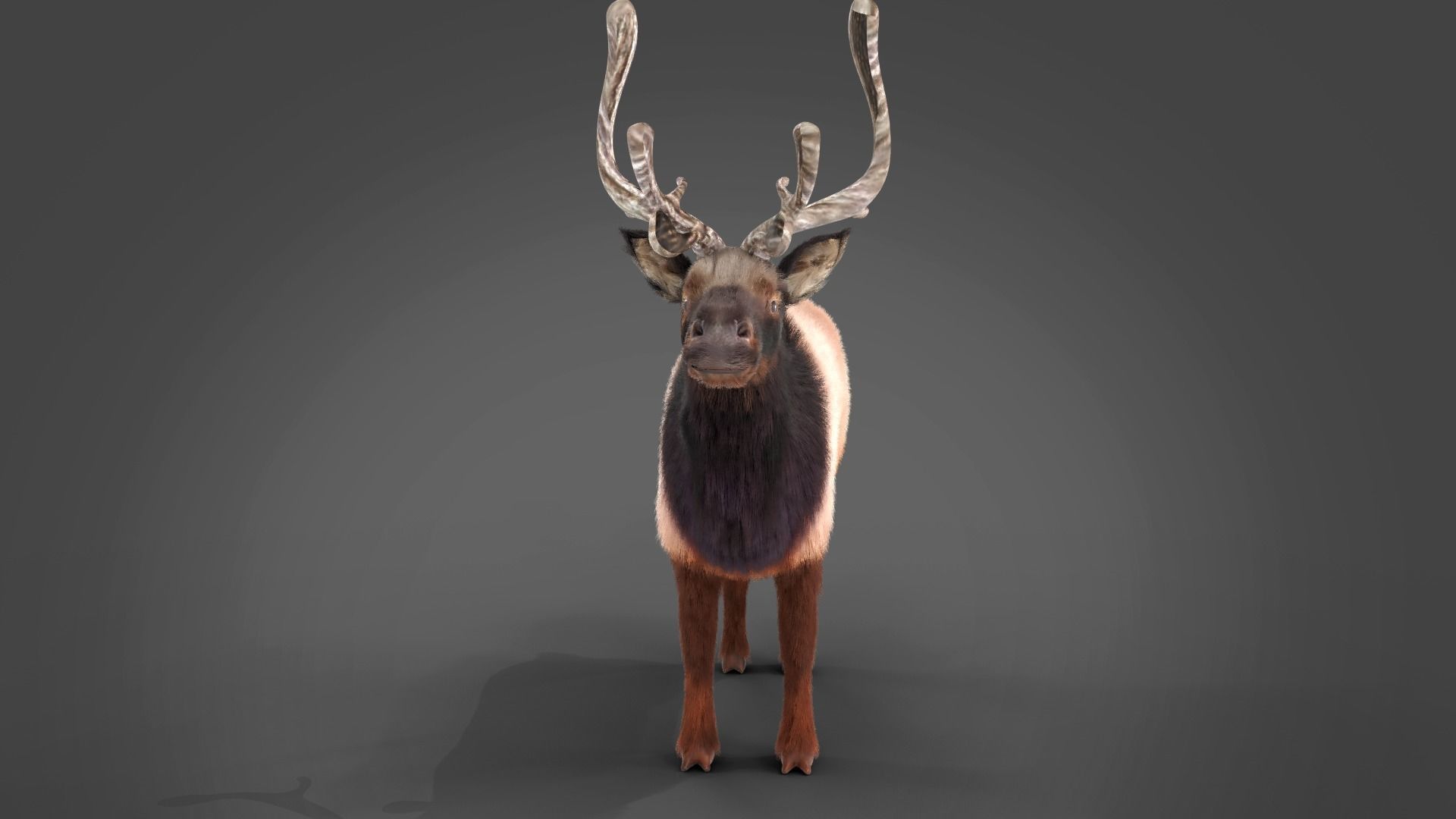 Fur Red Reindeer Rigged Blender  Low-poly 3D model_11