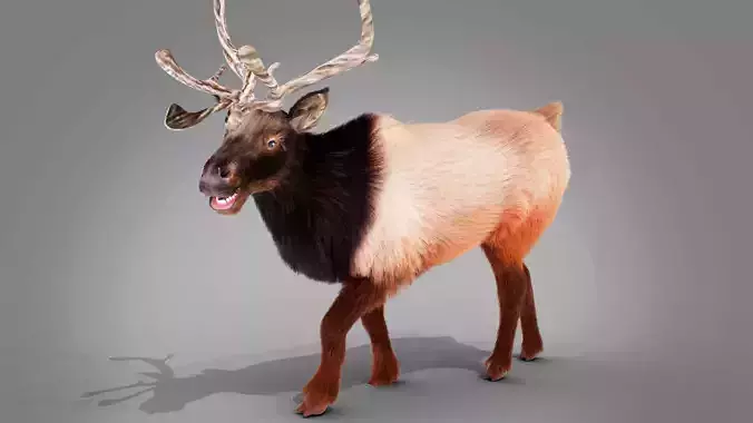 Fur Red Reindeer Rigged Blender  Low-poly 3D model