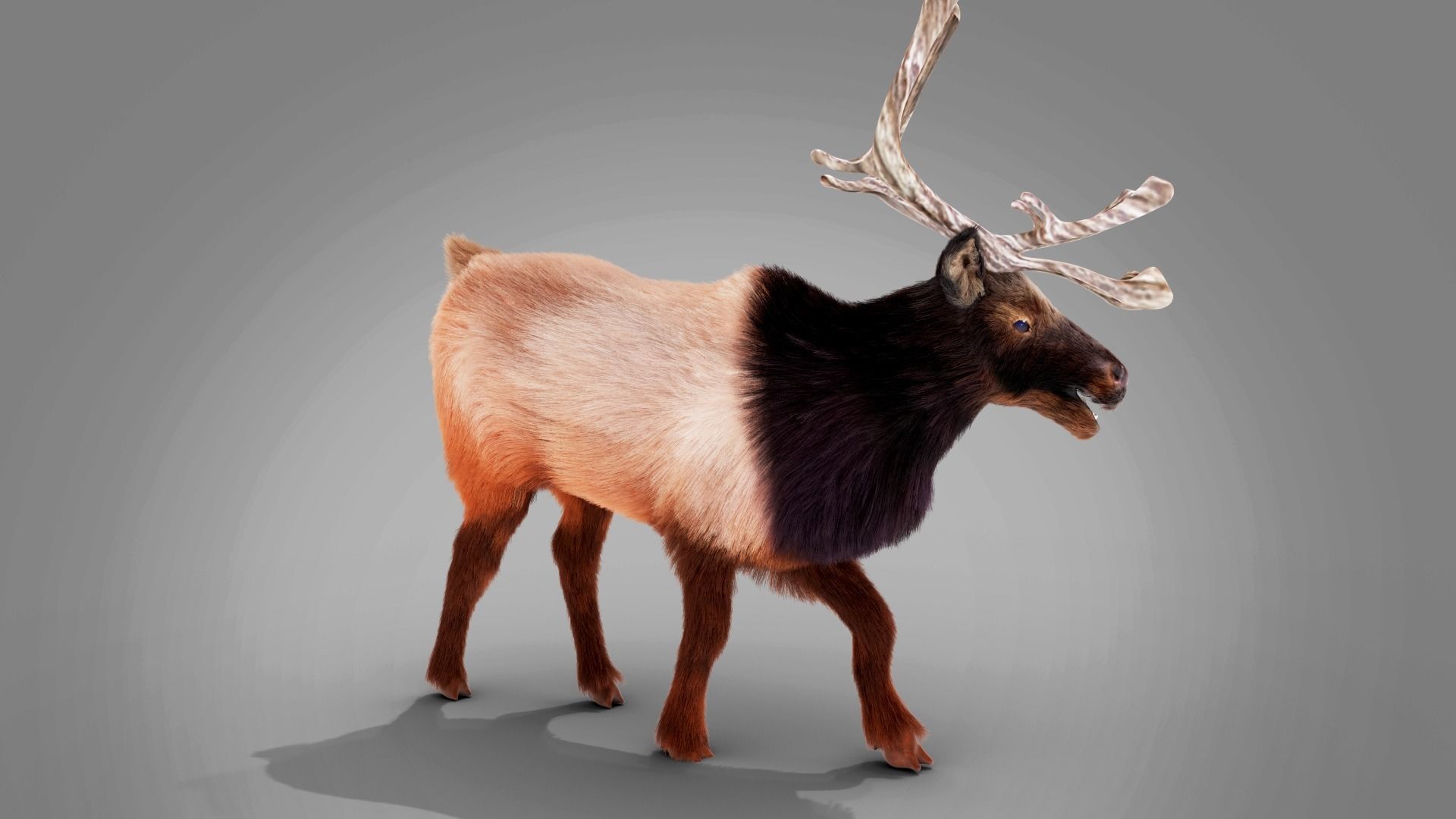 Fur Red Reindeer Rigged Blender  Low-poly 3D model_6