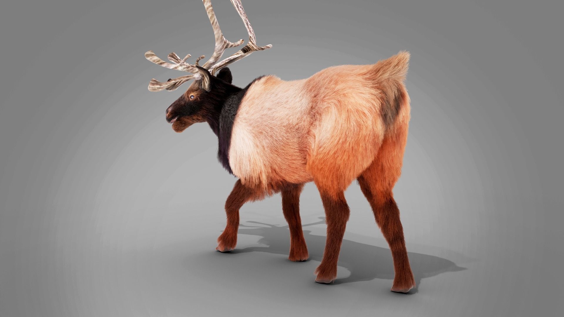 Fur Red Reindeer Rigged Blender  Low-poly 3D model_3
